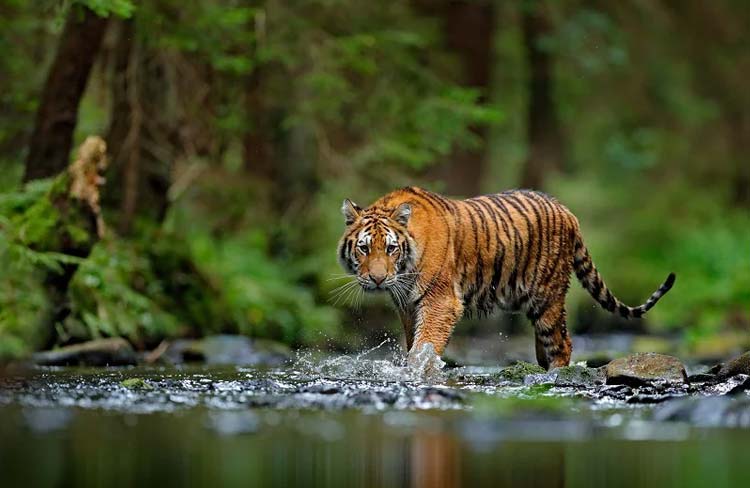 Wildlife Sanctuaries in Kerala